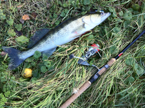 Zander 53cm.jpg