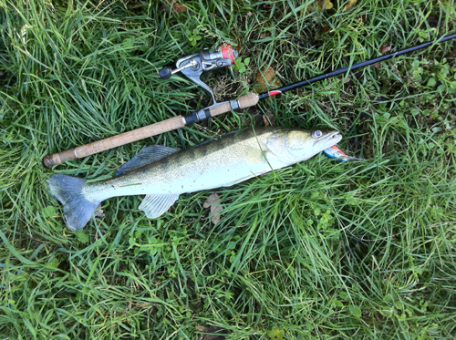 Zander 58cm.jpg