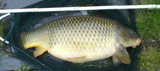 carp kescher web 2.JPG